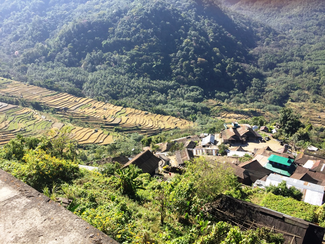 A wide view of Khonoma village in Nagaland from an upper terrace — tin-roofed Angami houses gathered along a ridge above stepped yellow rice terraces cut into the green hillside