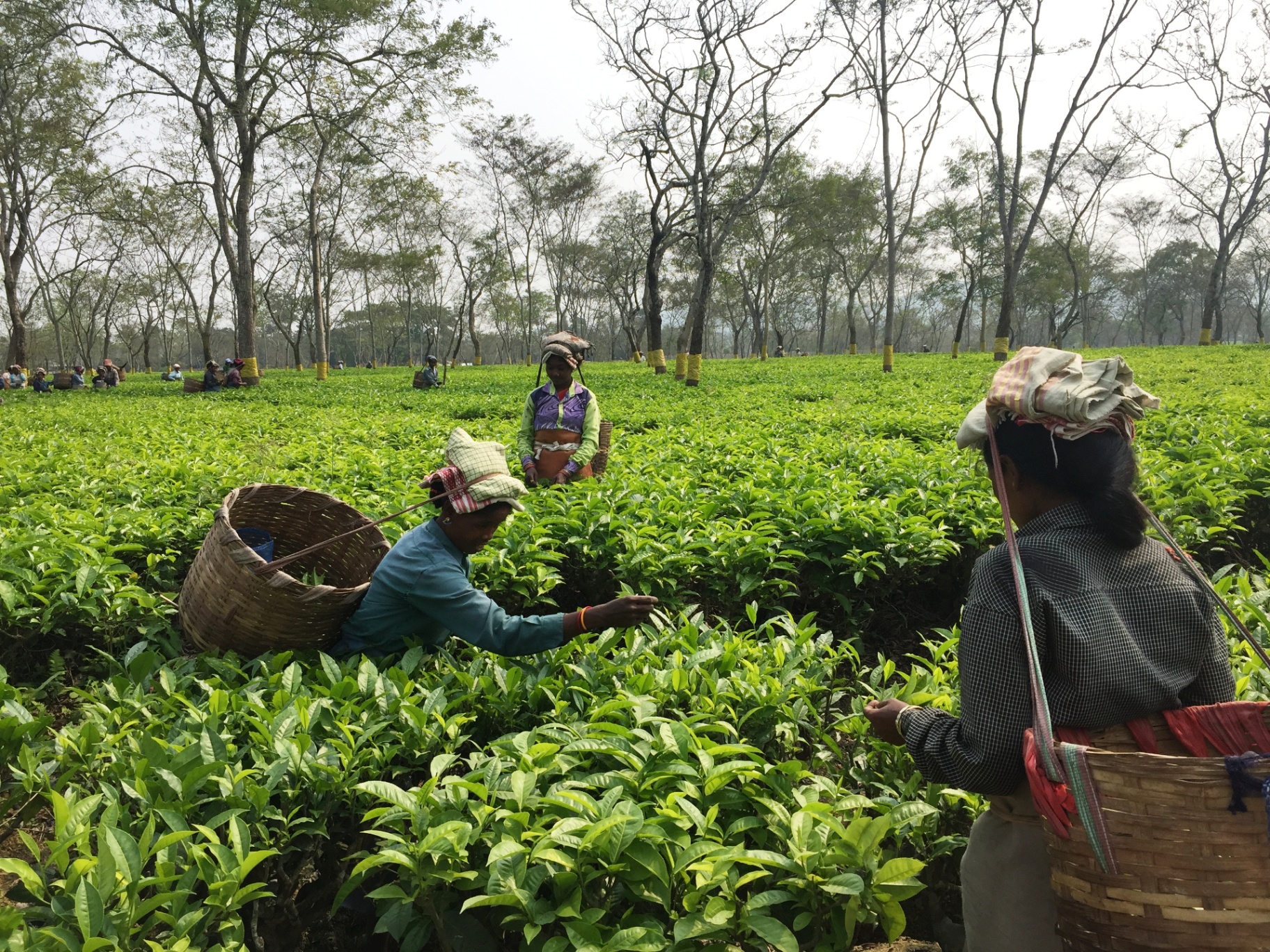Assamese women tea-pickers with cane baskets on their backs harvesting the top leaves in a bright green tea garden on the road to Jorhat