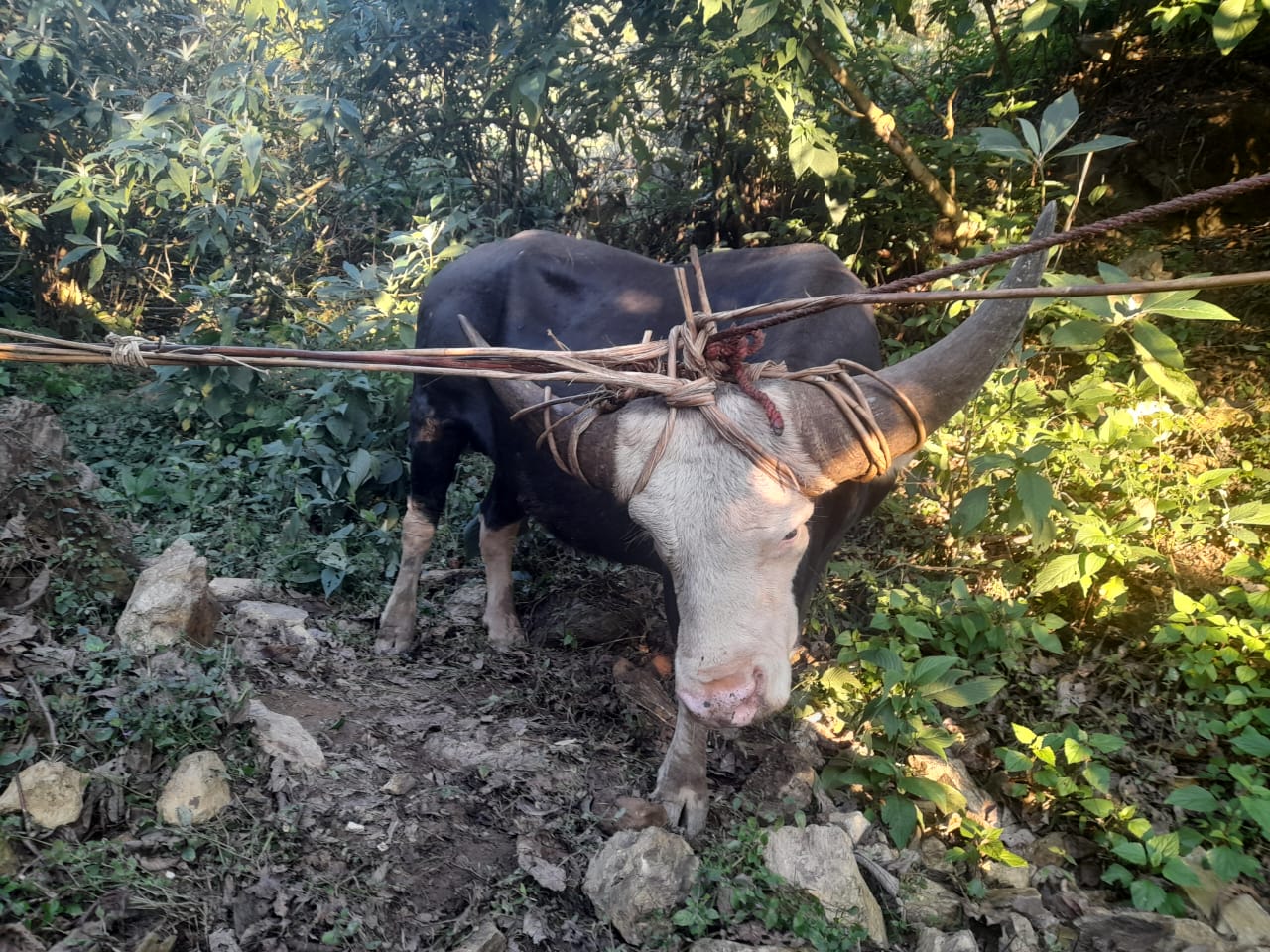 Traditional Khiamniungan village in Noklak District